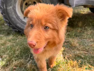 German Shepherd dogs Grizzly - Ad 34