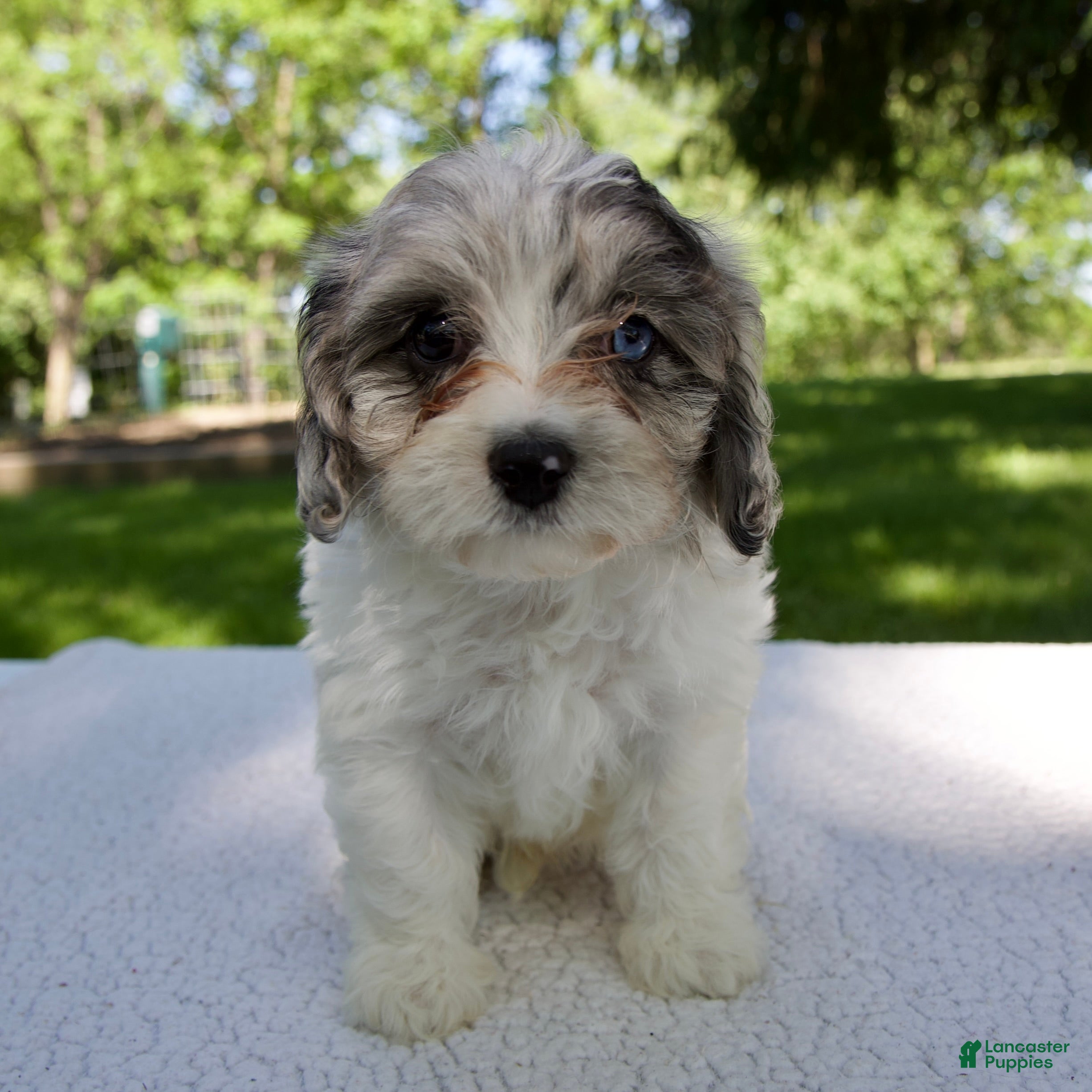 Cavapoo dogs for sale: Ethan - Ad 1