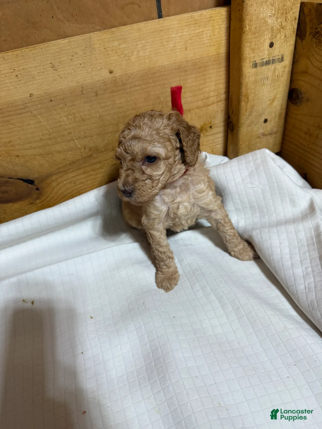 Goldendoodle dogs for sale: Goldendoodle Puppy 1 - Ad 2