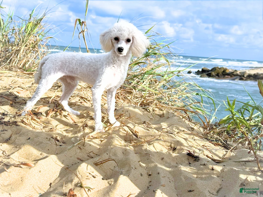 Toy Poodle dogs for sale: Oyster 7.1lbs - Ad 2