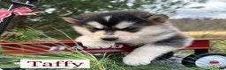 Alaskan Malamute dogs for sale: Taffy - Ad 2