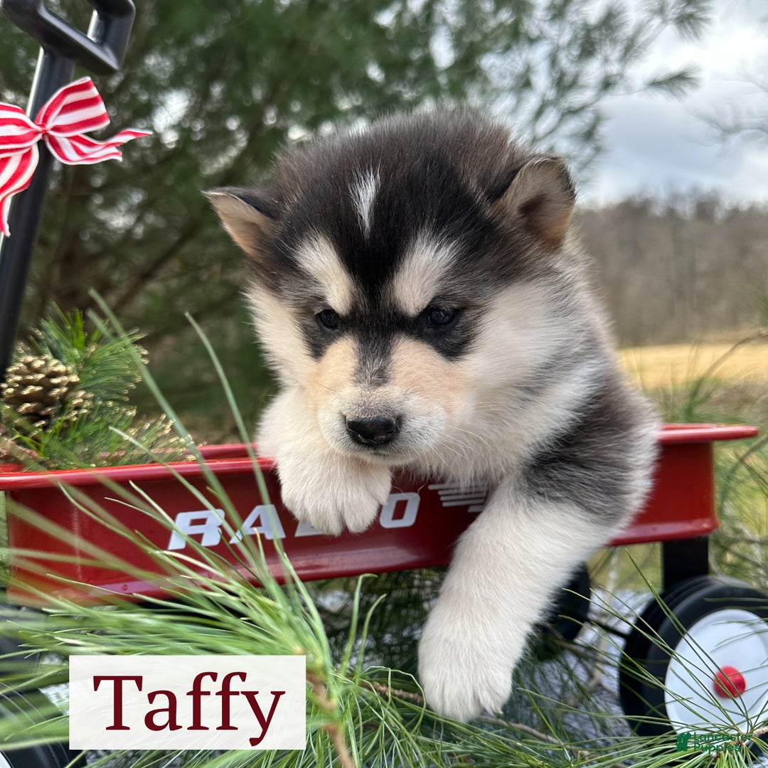 Alaskan Malamute dogs for sale: Taffy - Ad 2
