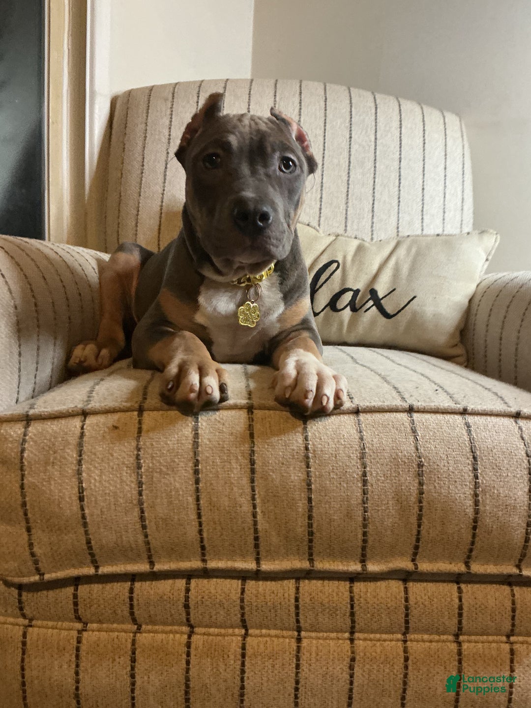 American Bully dogs for sale: Pablo - Ad 2
