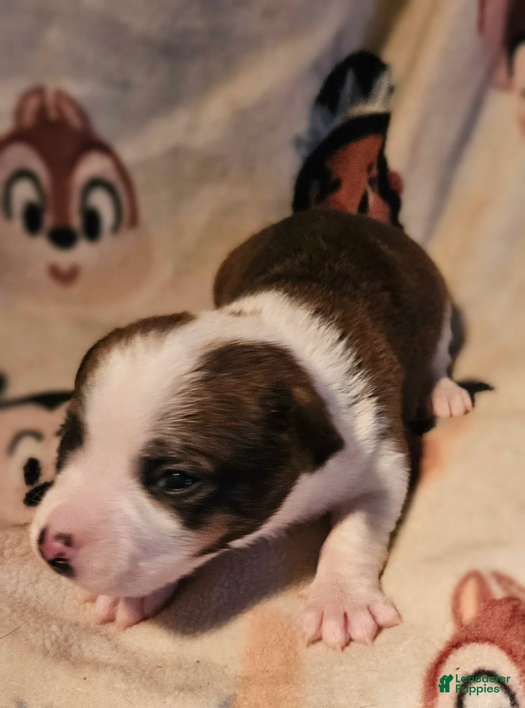 Chihuahua dogs for sale: Charley - Ad 2