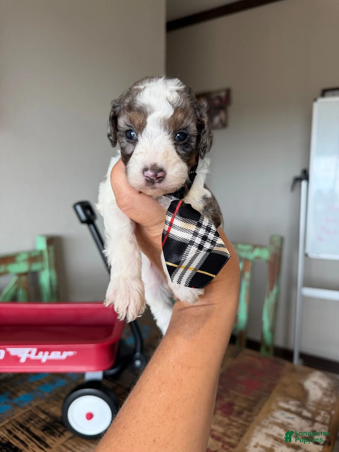 Miniature Poodle dogs for sale: Akc Clear 🧬 tested Blue Merle Phantom Parti Boy - Ad 10
