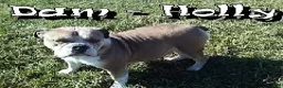 English Bulldog dogs for sale: Jaxson - Ad 10