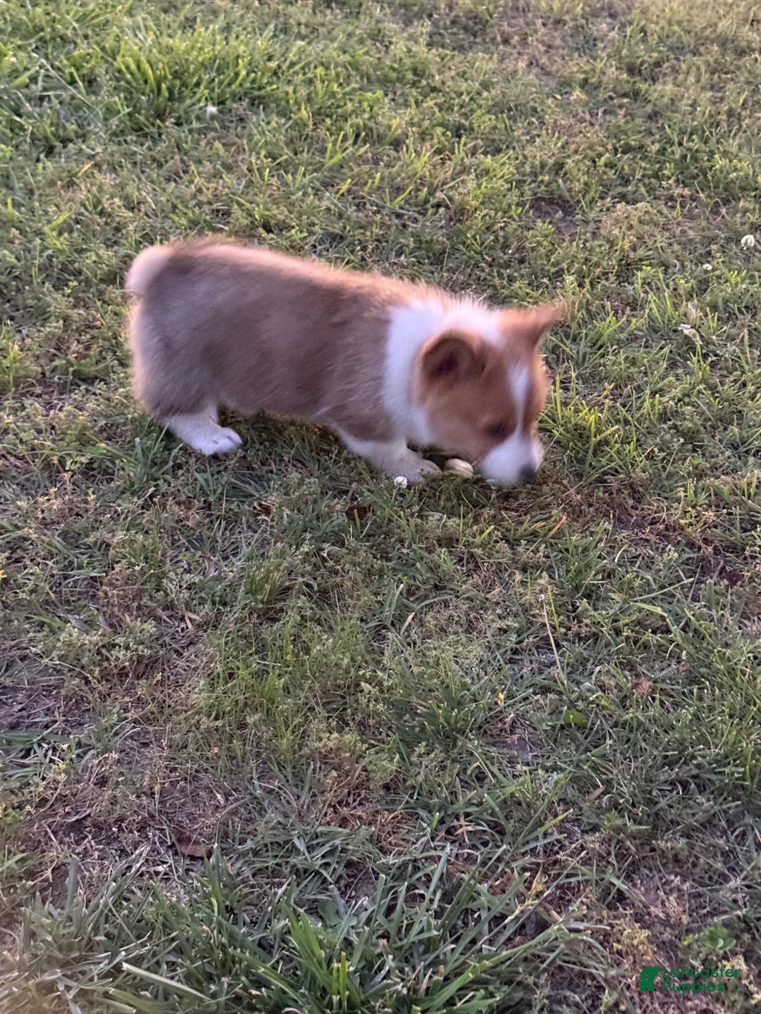 American Corgi dogs for sale: American Corgi Puppy 2 - Ad 1