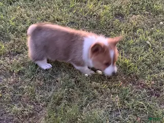 American Corgi dogs for sale: American Corgi Puppy 2 - Ad 2