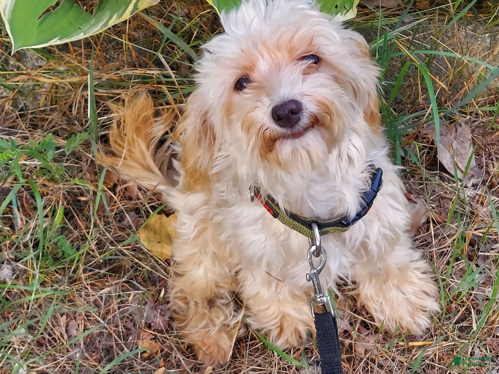 Maltipoo dogs Opalescent - Ad 8