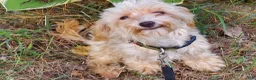 Maltipoo dogs for sale: Opalescent - Ad 1