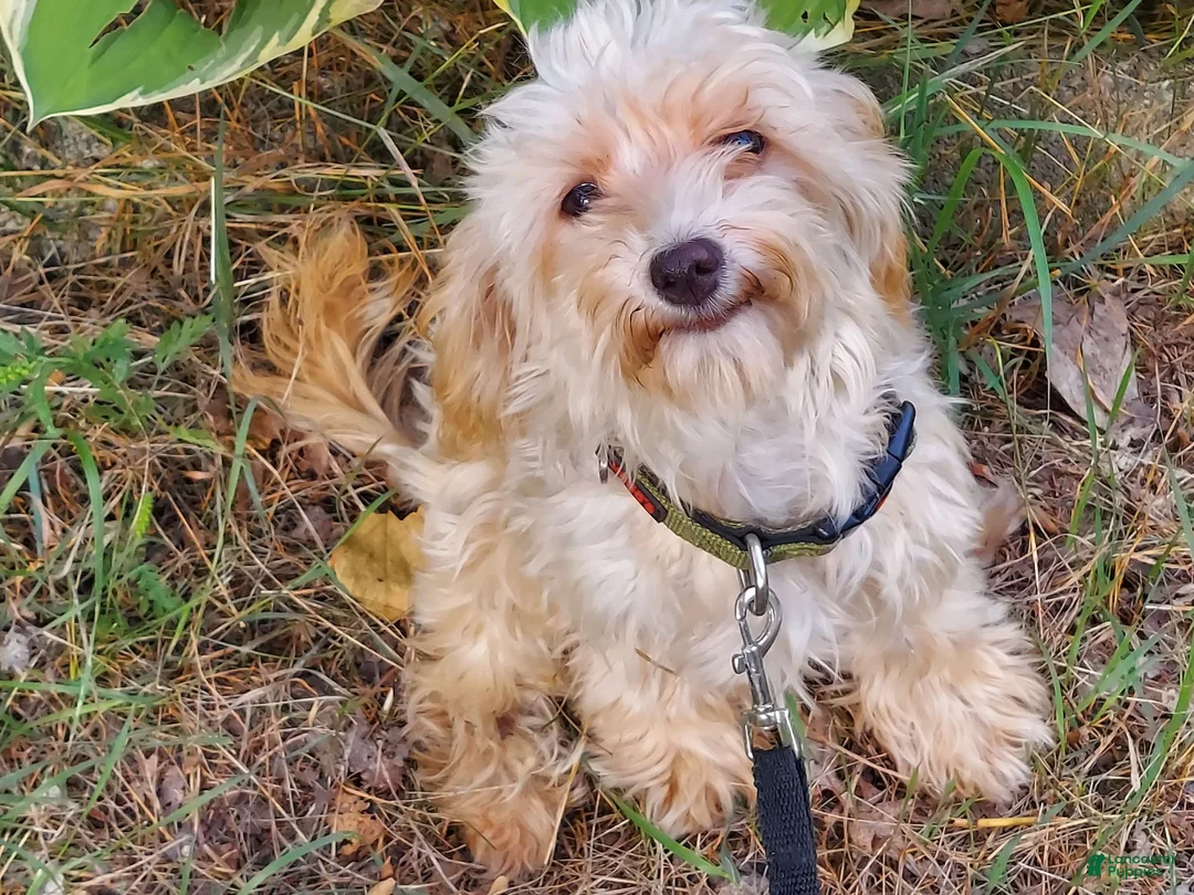 Maltipoo dogs for sale: Opalescent - Ad 1
