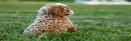 Miniature Poodle dogs for sale:  Ginger 🌸 - Ad 17