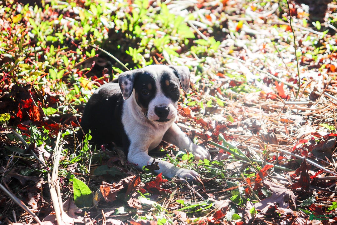 American Bully dogs for sale: Raven - Ad 6