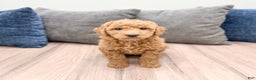 Goldendoodle dogs for sale: Betty - Ad 3
