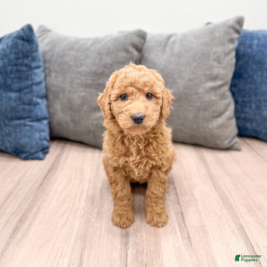 Goldendoodle dogs for sale: Betty - Ad 3