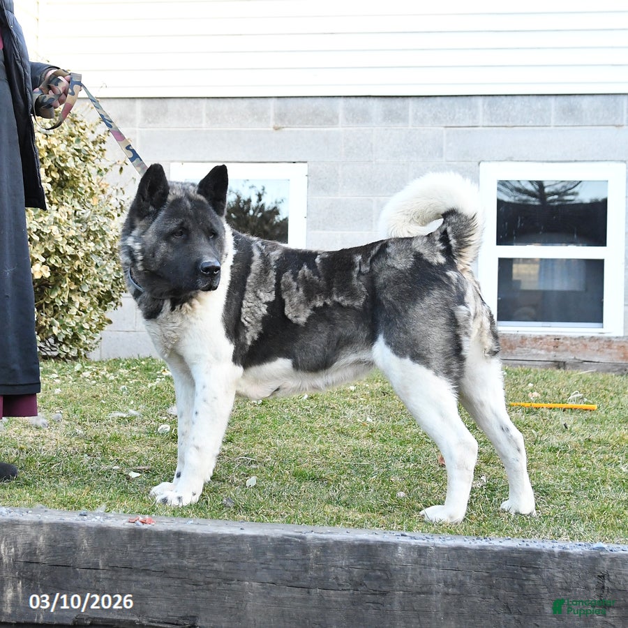 Akita dogs Rhea - Ad 1