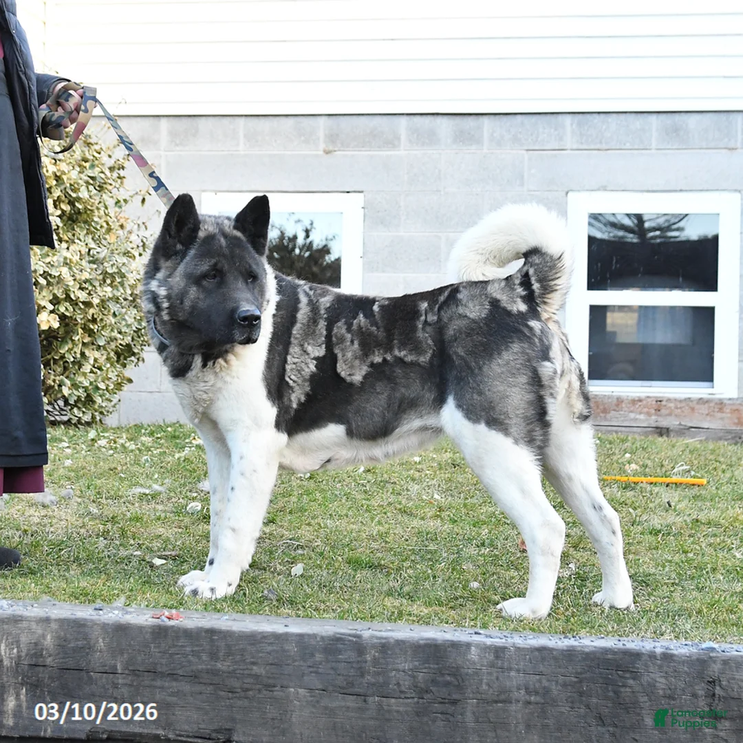 Akita dogs for sale: Rhea - Ad 1
