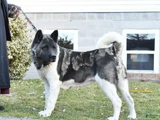 Akita dogs for sale: Rhea - Ad 2