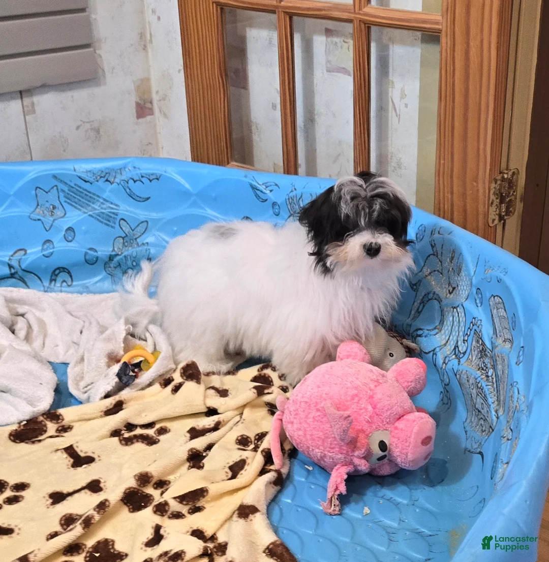 Havanese dogs for sale: Herman - Ad 1