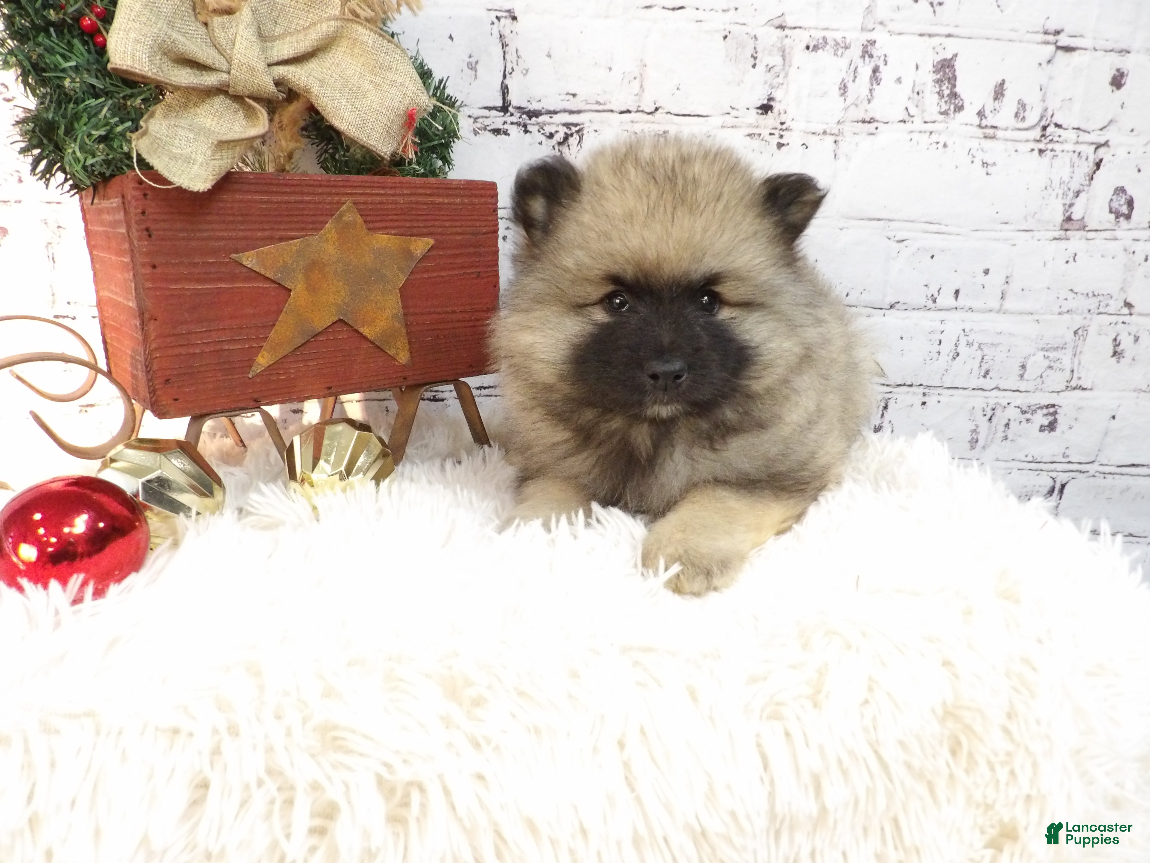 Keeshond dogs Deliah - Ad 4