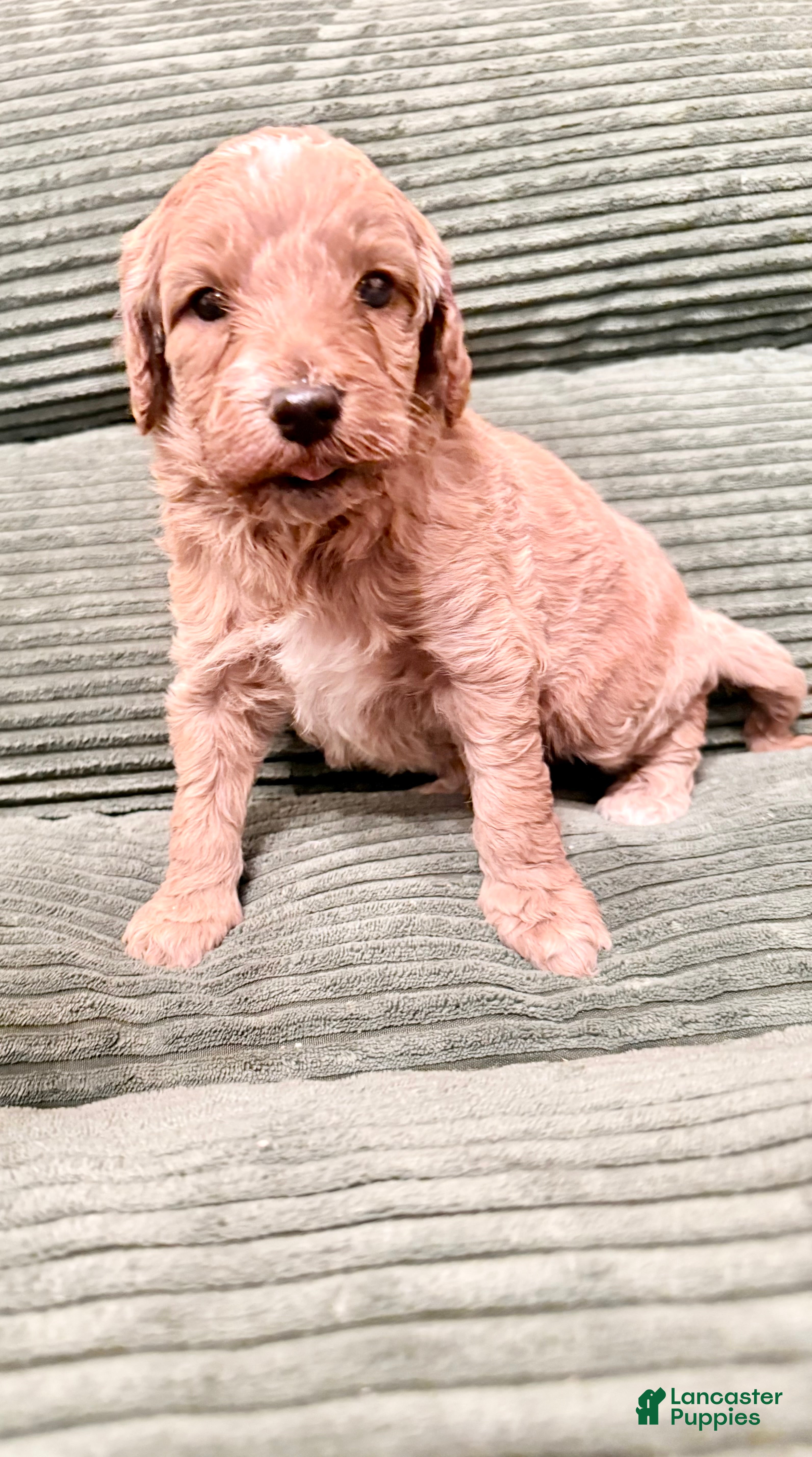 Irish Doodle dogs Irish Doodle Puppy 4 - Ad 4