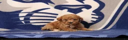 Toy Poodle dogs for sale: Jane - Ad 3