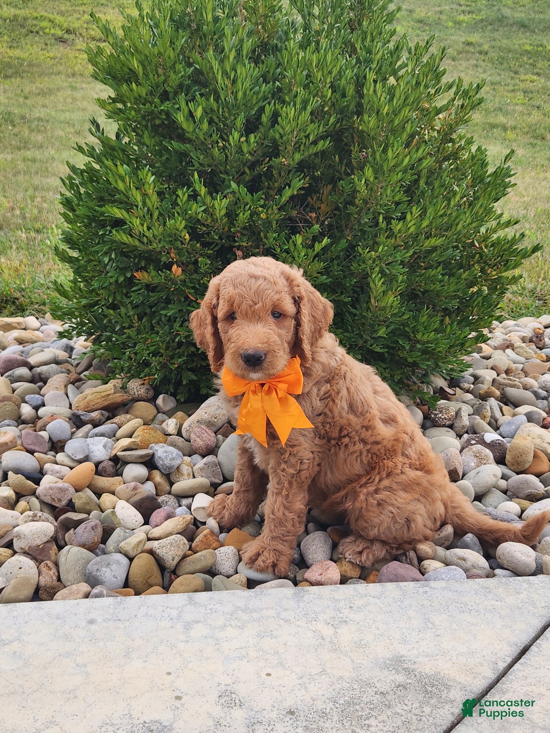 Goldendoodle dogs for sale: Daisy - Ad 26