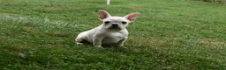 Mixed Breed dogs for sale: Marie Female French Pug - Ad 3