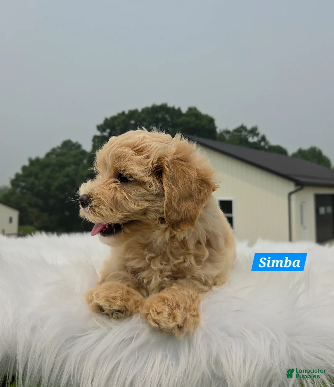 Maltipoo dogs for sale: Simba - Ad 6