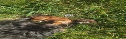 Mixed Breed dogs for sale: Little Man - Ad 5