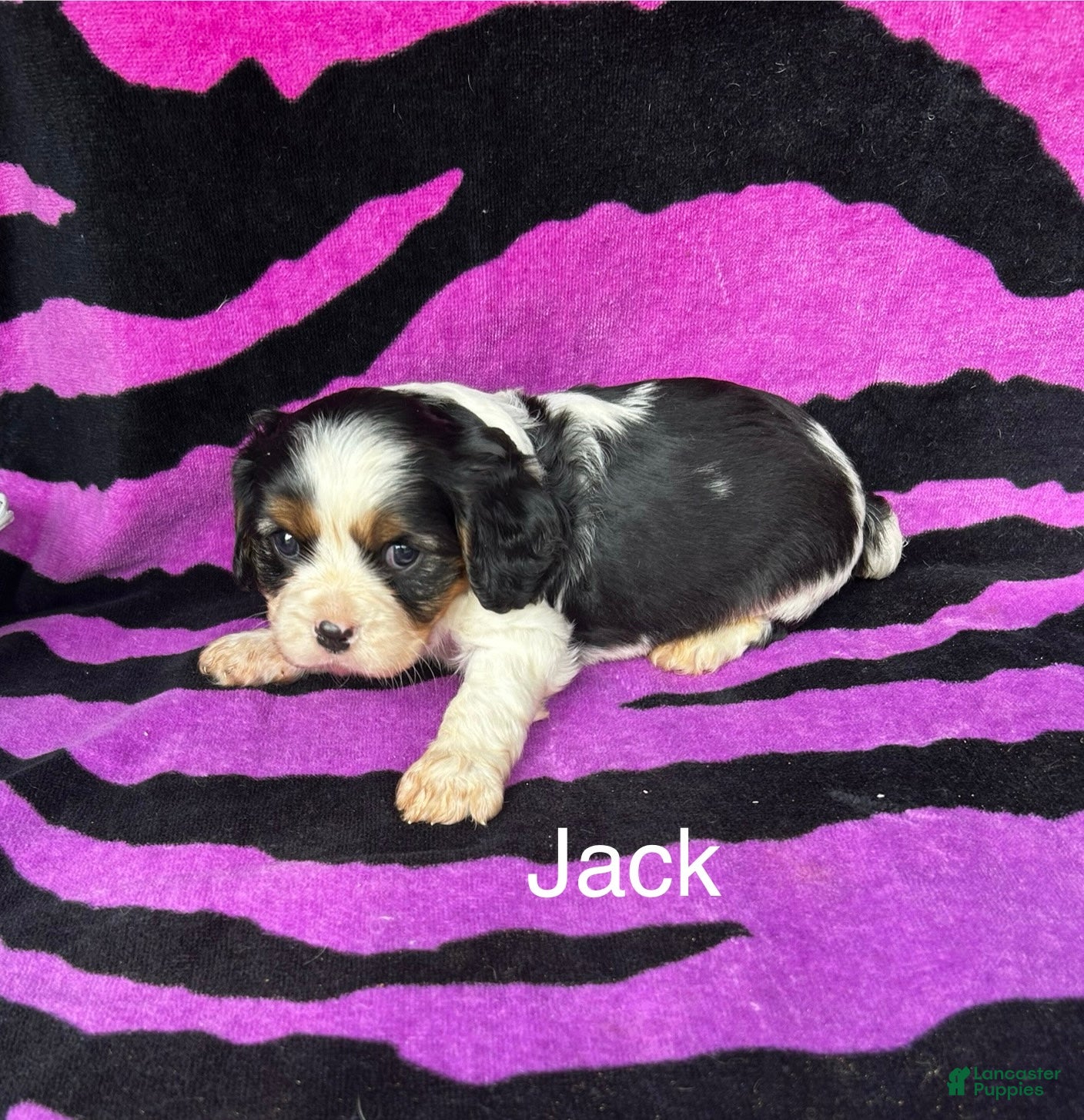 Cavalier King Charles Spaniel dogs Cavalier King Charles Spaniel Puppy 2 - Ad 6