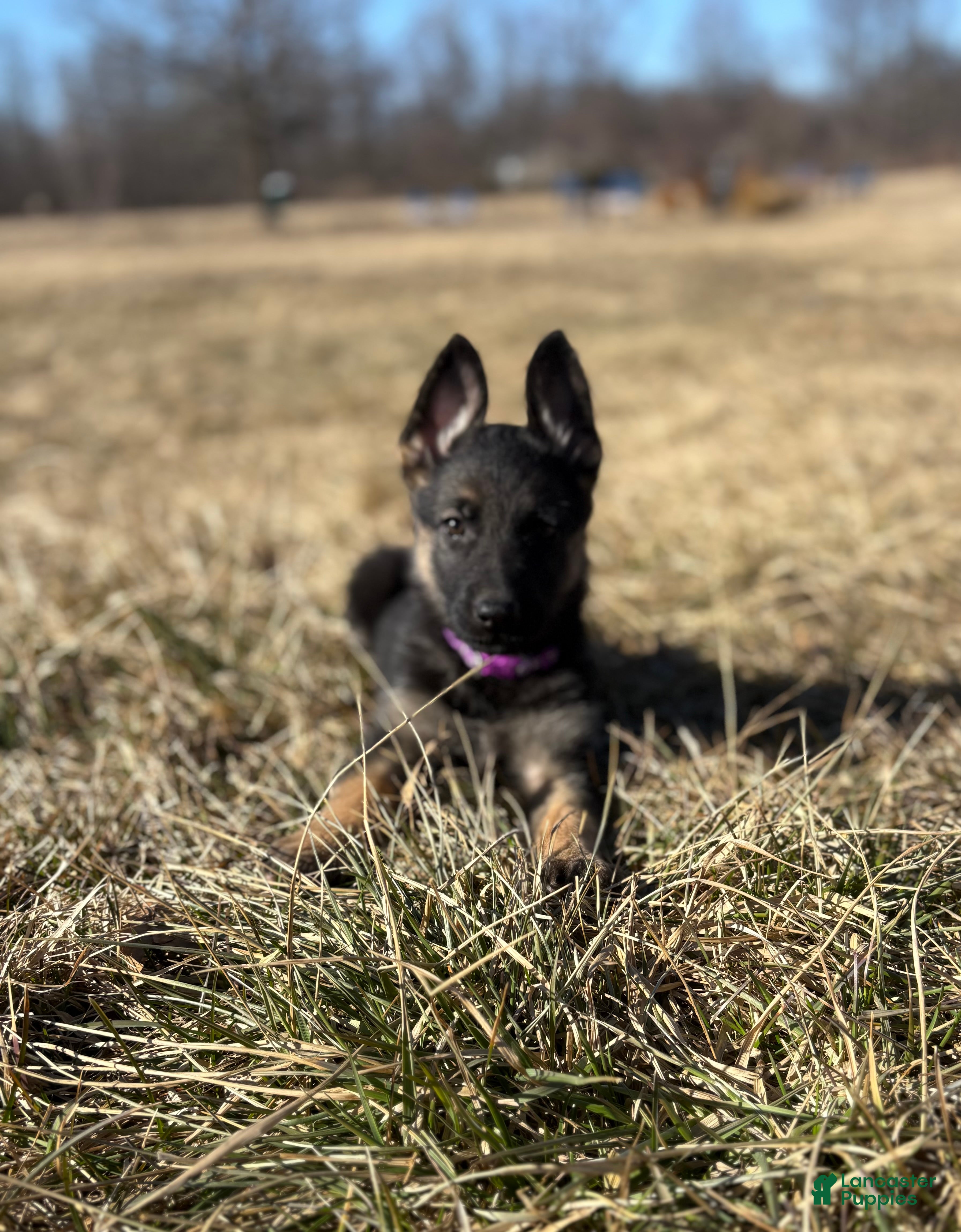 German Shepherd dogs Purple Collar Female 12-30 - Ad 38