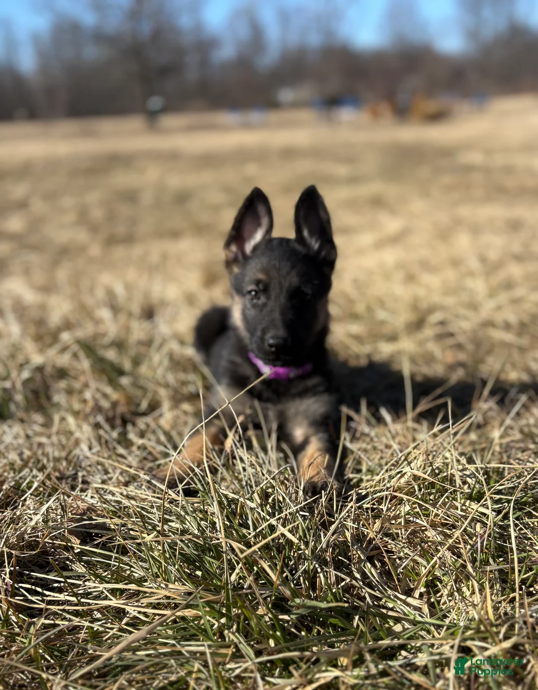 German Shepherd dogs for sale: Purple Collar Female 12-30 - Ad 1