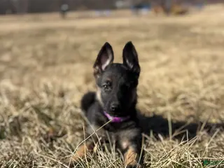 German Shepherd dogs Purple Collar Female 12-30 - Ad 38