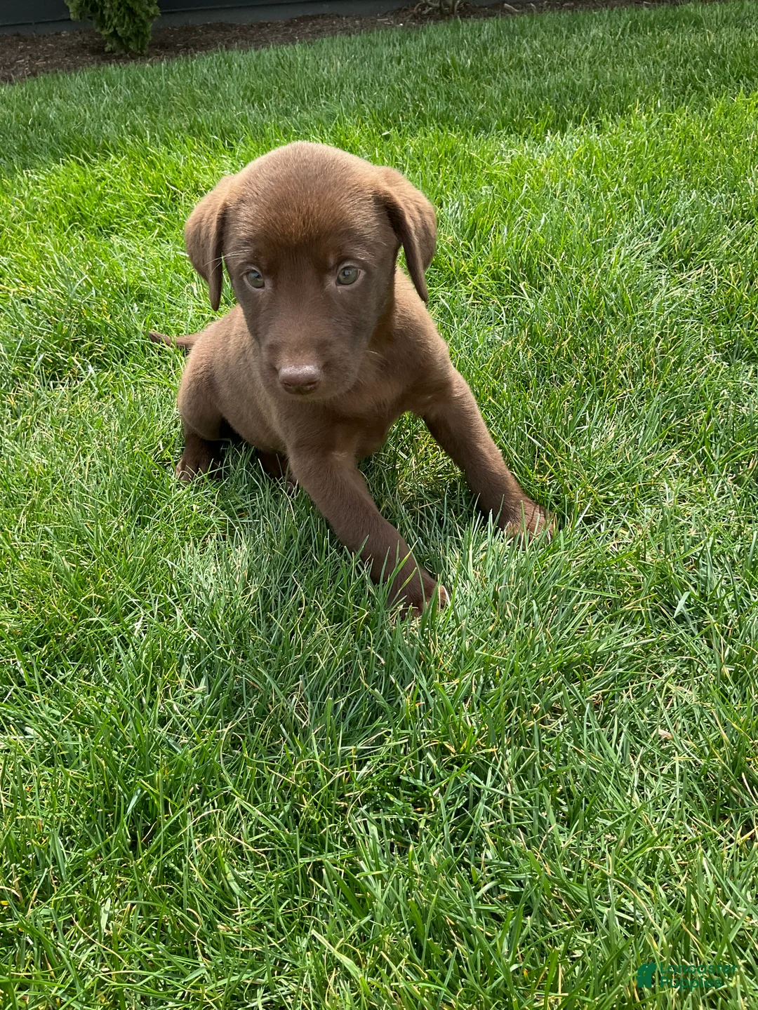 Labrador Retriever dogs for sale: Maggie - Ad 1