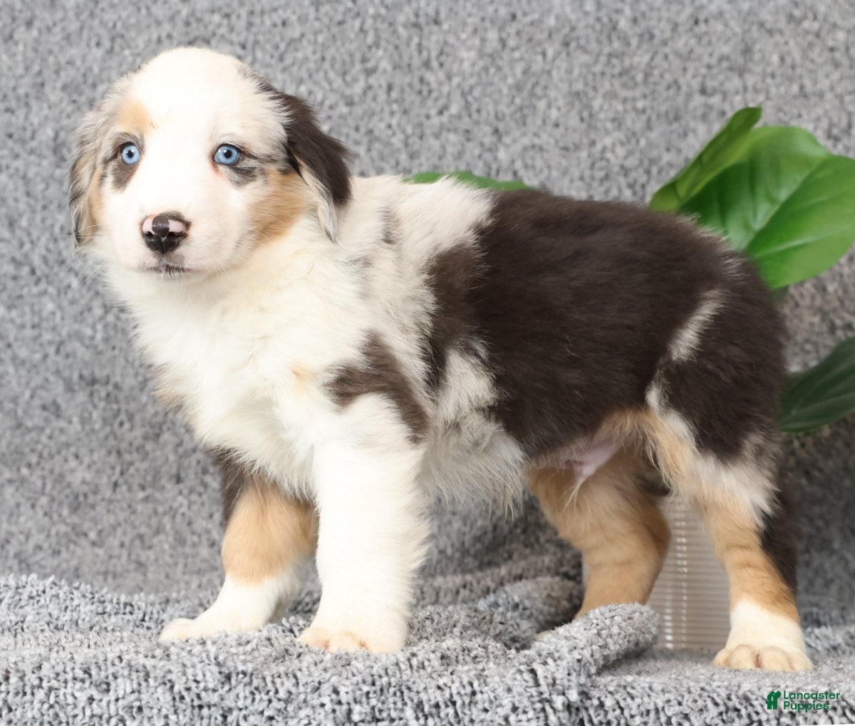 Miniature Australian Shepherd dogs Clifford - Ad 2