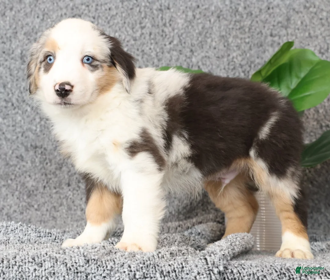Miniature Australian Shepherd dogs for sale: Clifford - Ad 2