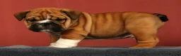 English Bulldog dogs for sale: Max - Ad 5