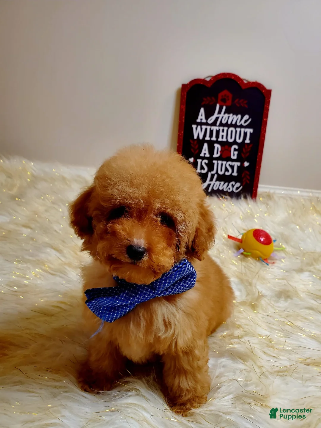 Toy Poodle dogs for sale: Toy Poodle Puppy 3 - Ad 7