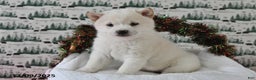 Shiba Inu dogs for sale: Beauty - Ad 5