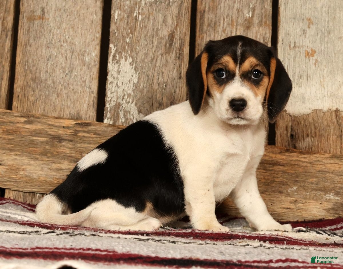 Beagle dogs for sale: Cuddles - Ad 4
