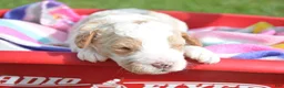 Mini Goldendoodle dogs for sale: Doug Micro Goldendoodle  - Ad 4