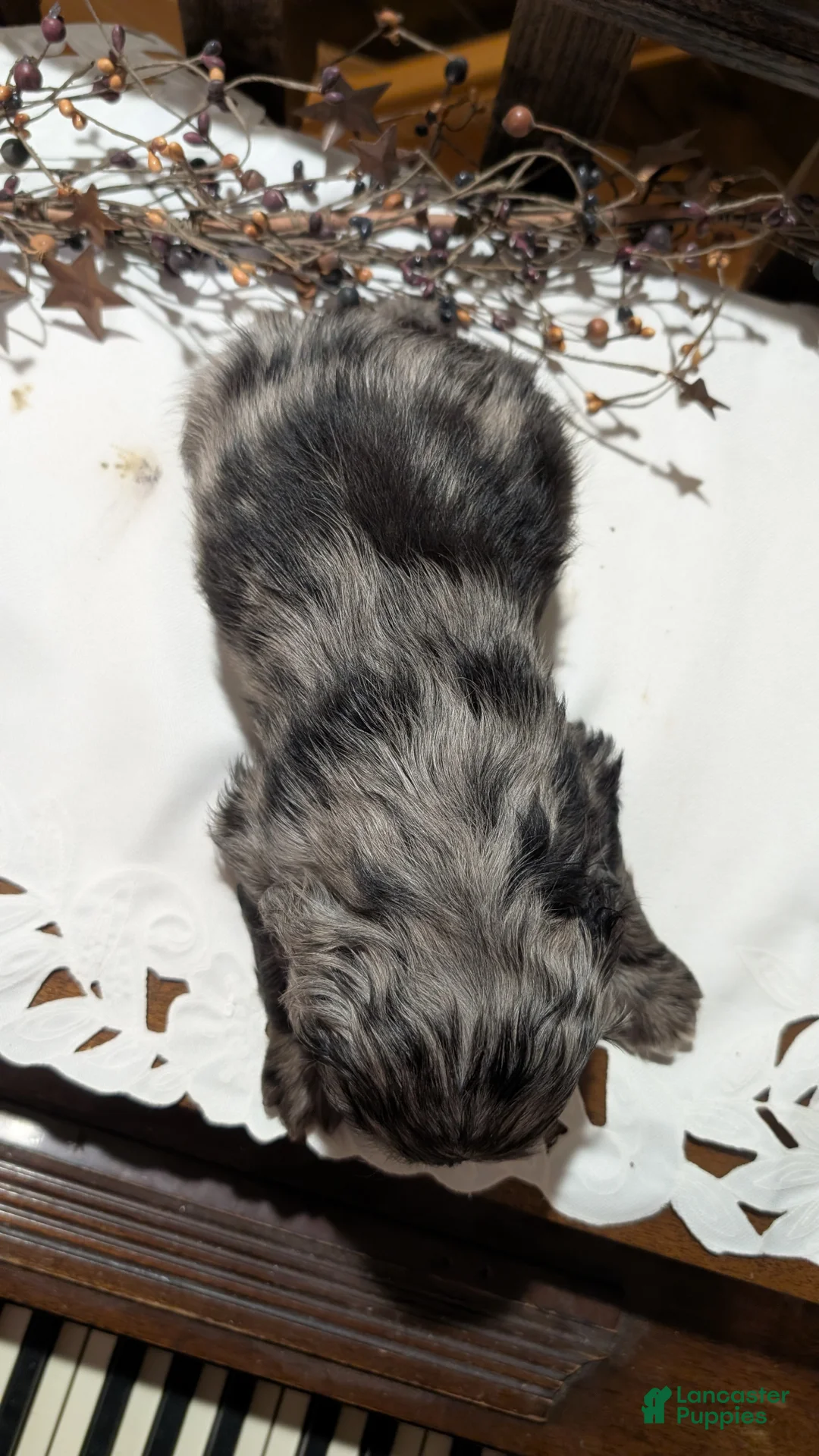 Cocker Spaniel dogs for sale: Smokie - Ad 2