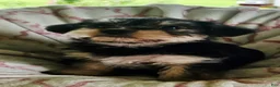 Yorkshire Terrier dogs for sale: Lilly - Ad 5