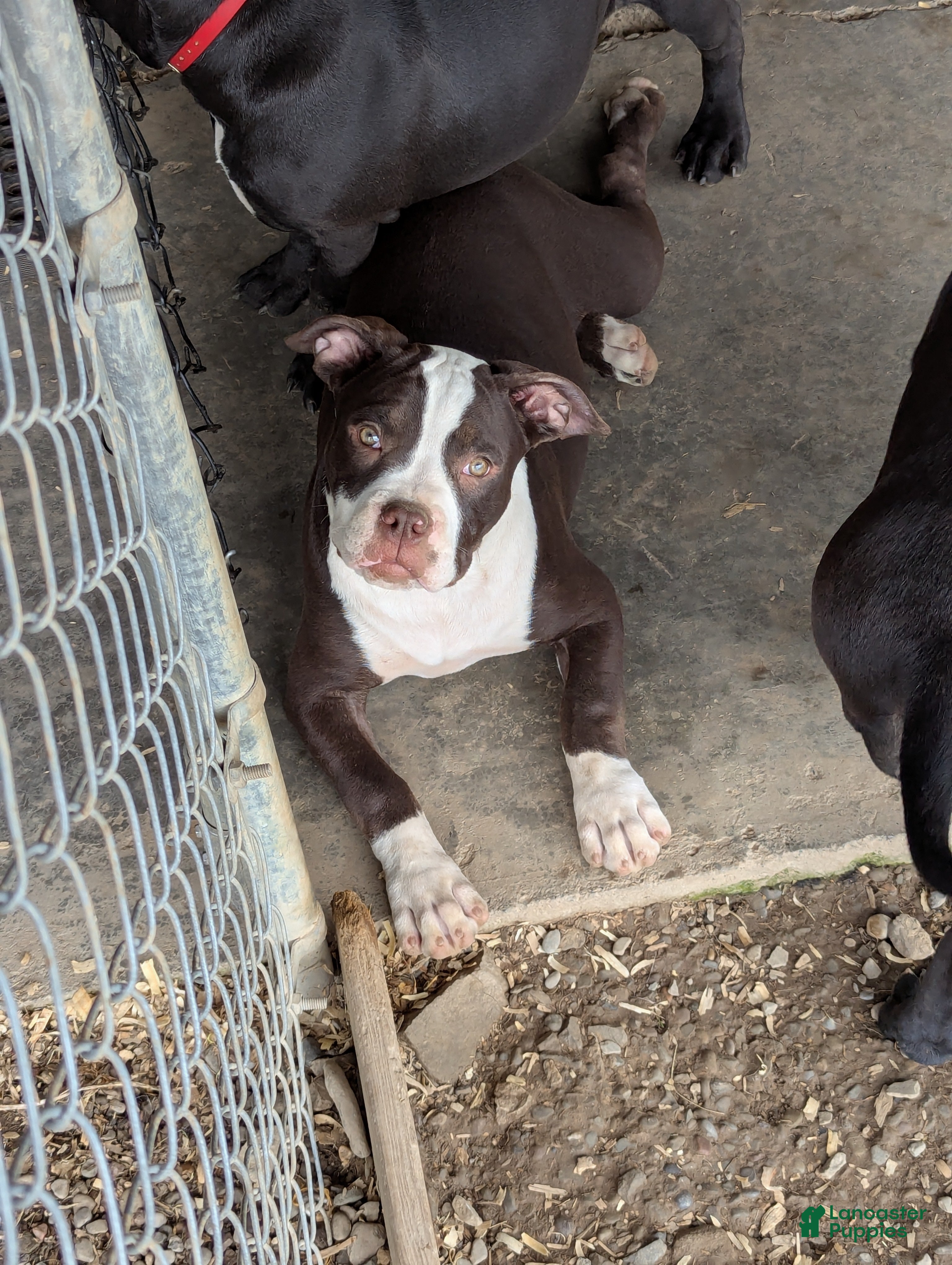 American Bully dogs American Bully female - Ad 1