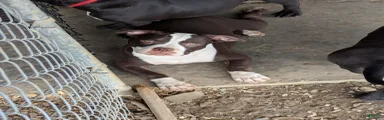 American Bully female