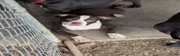 American Bully dogs for sale: American Bully female - Ad 1