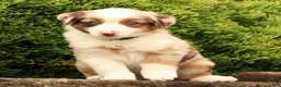 Miniature Australian Shepherd dogs for sale: Freddy - Ad 8