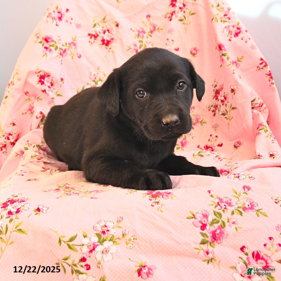 Labrador Retriever dogs Bessy - Ad 37