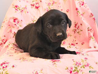 Labrador Retriever dogs Bessy - Ad 37